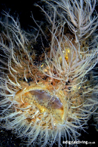 "Hairy Scary" - Hairy Frogfish in Lembeh by David Henshaw 